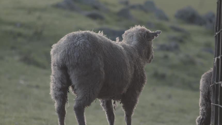A sheep stands in profile looking away in an open grassy landscape
