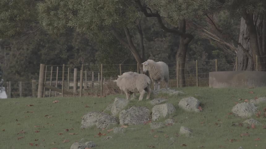 Three lightcolored sheep walk on a rocky grassy hillside in front of a wire fence and dense trees