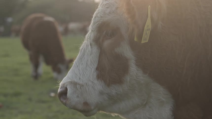 Cows stand around and graze on the farm