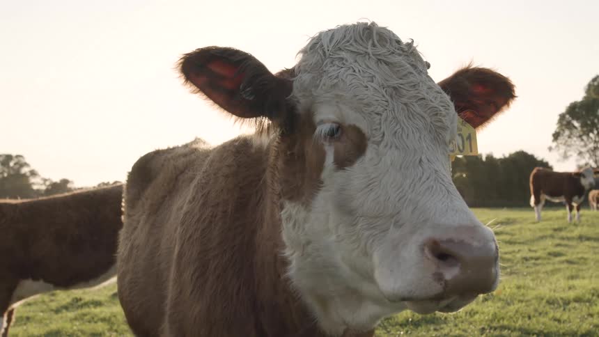A light brown and white cow with a prominent yellow ear tag displaying 801 looks directly forward in a sunny grassy field