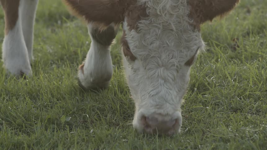 Cattle eating grass
