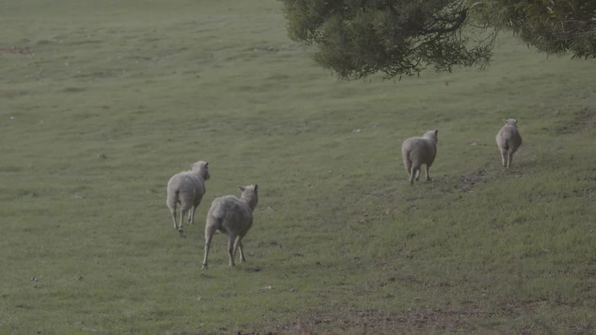 Sheep walking through the pasture on the farm