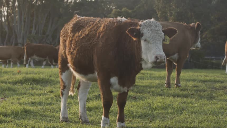 A brown and white cow with a yellow ear tag stands in a field of green grass looking forward with another cow and trees in the background