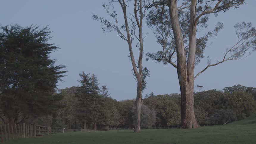 A farm with big trees and a bird flying on the horizon