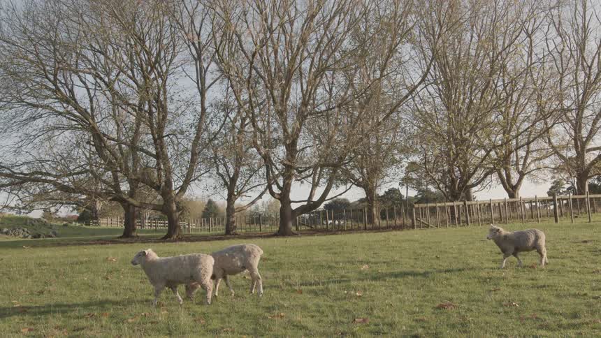 Three sheep graze peacefully in a grassy field surrounded by leafless trees