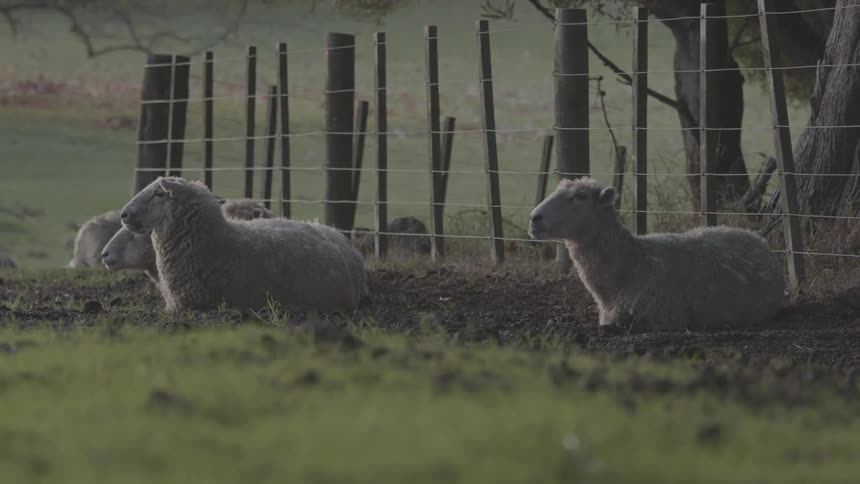 Sheep eating while sitting in the pasture on a farm