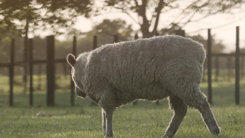 A couple sheep grazing