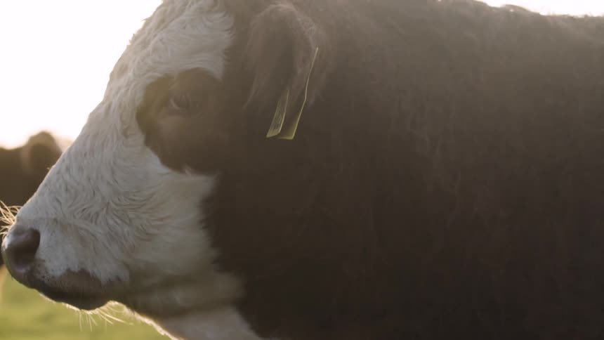A cows head in profile
