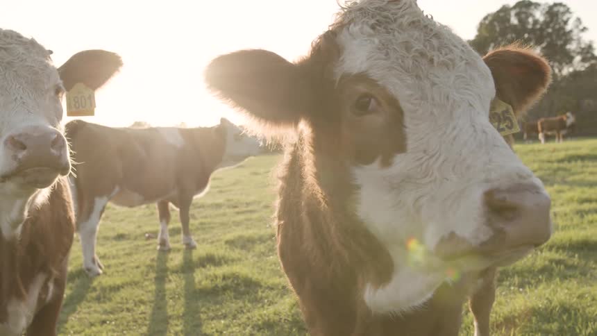Several cows with ear tags stand in a sunny field with one in extreme closeup looking at the camera as the sun flares behind its head