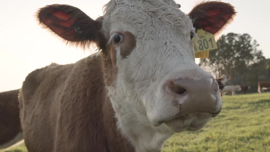 A cow looks back and forth