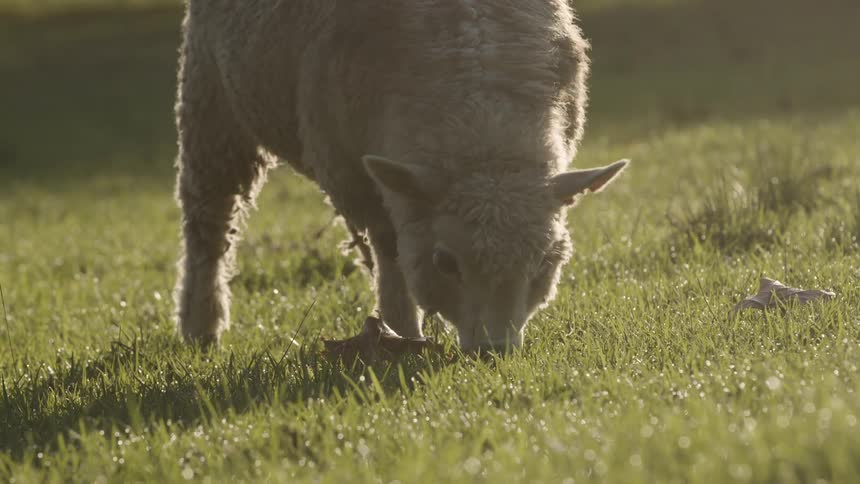 The white sheep is eating grass