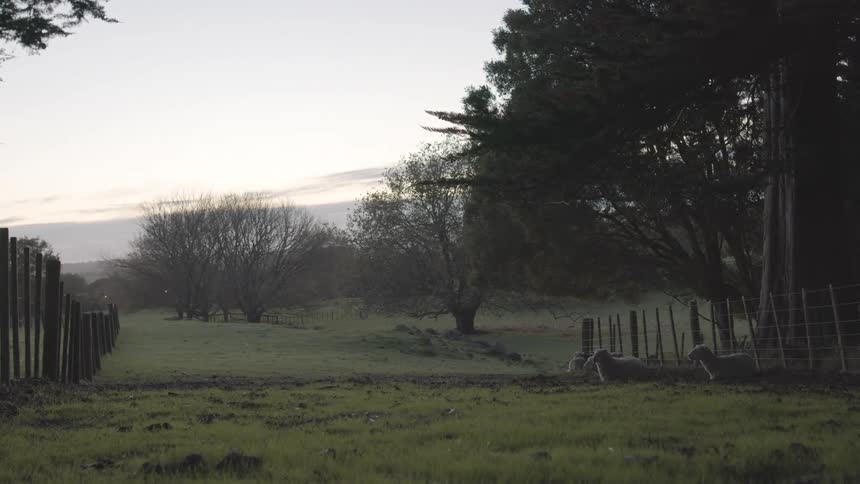 Three sheep lie in a grassy field enclosed by a wooden fence with silhouetted trees and a pale sky in the background at dawn or dusk