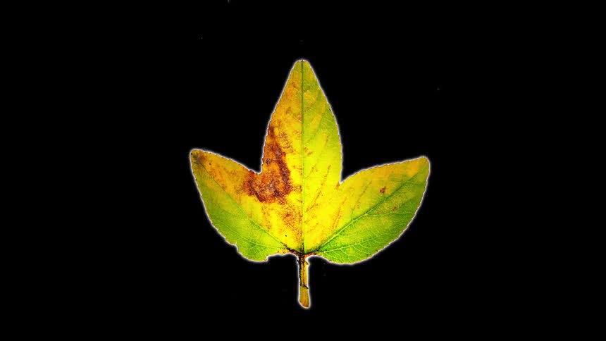 Leaves of different patterns against a black background