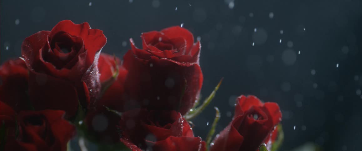 Roses mist with water