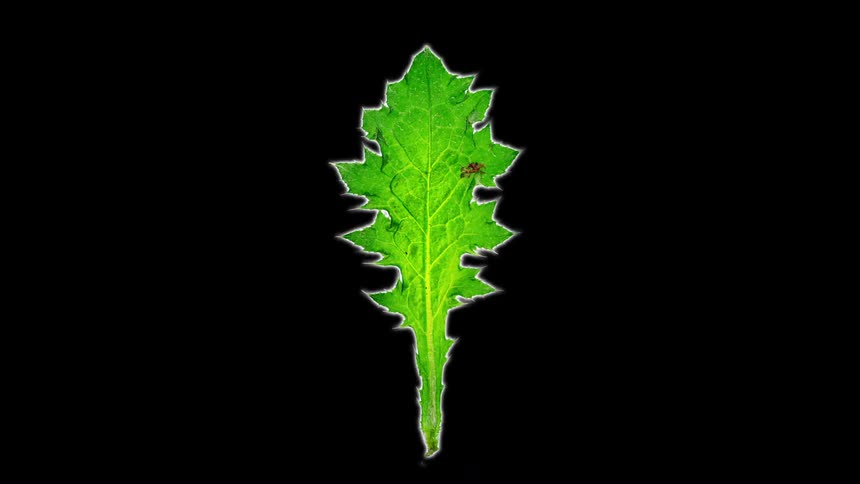 Various leaf shapes against a black background
