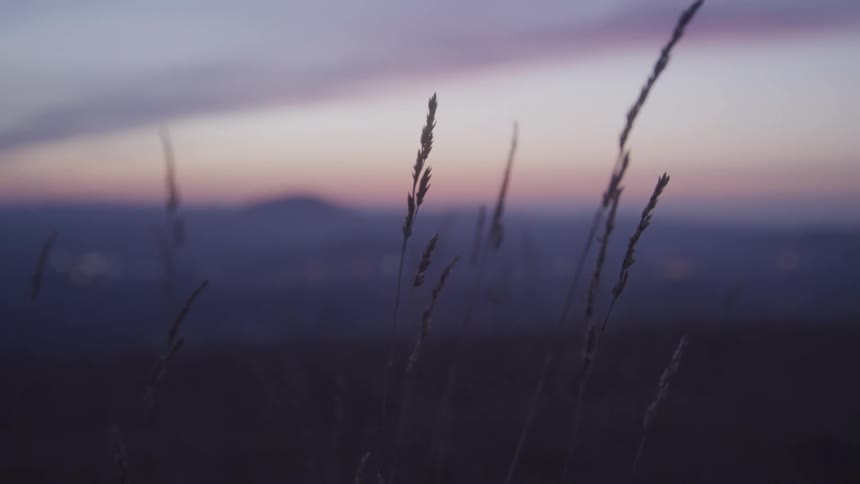 Reed sway in the breeze