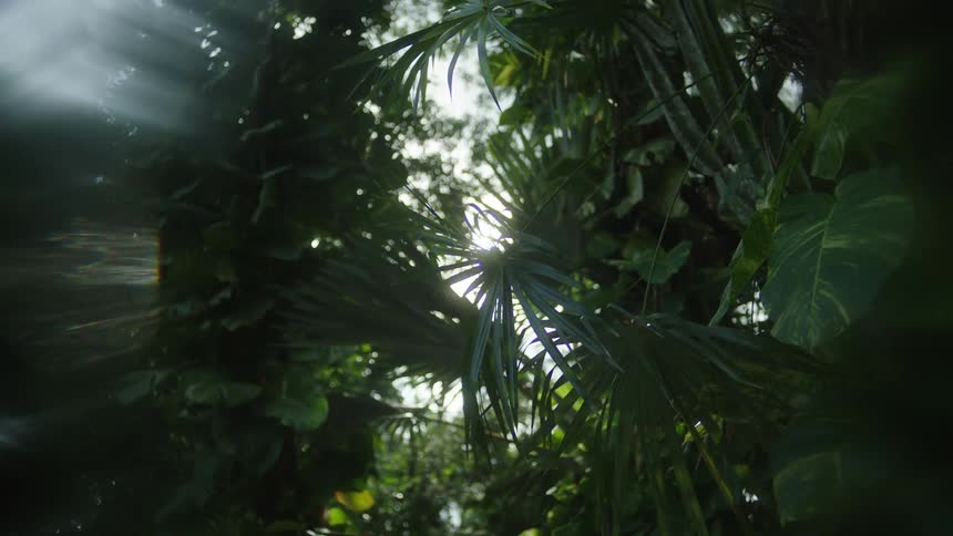 A forest filled with trees and lush green plants bathed in bright sunlight on a clear day