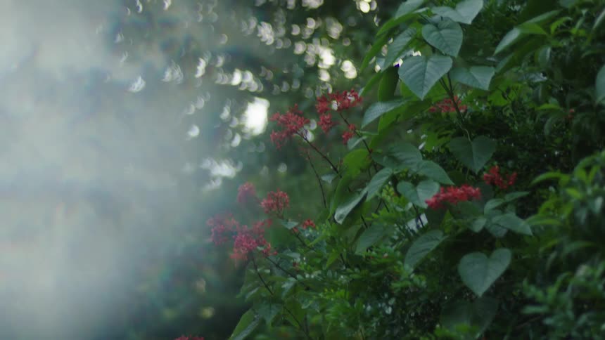 The bush in the forest has small flowers