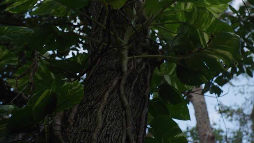 A tall tree with sparse leaves standing beside a building
