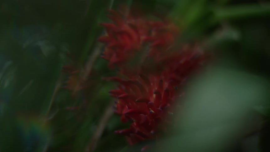 Close up of a red flower among green leaves