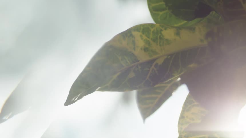 Sunlight sparkles through gently swaying tree leaves as they flutter in the breeze casting shifting light and shadow in a softly glowing natural scene