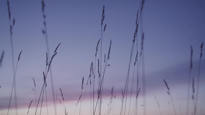 Reeds against a purple dawn sky