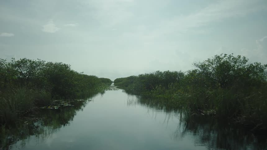 The water is reflective in the swamp