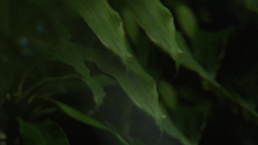 Wind is blowing the green plants