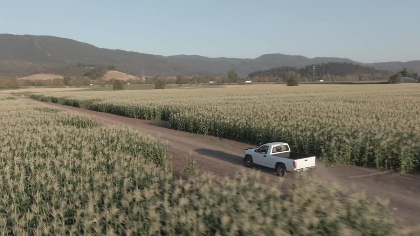 The pickup truck drives past the crops on the farm