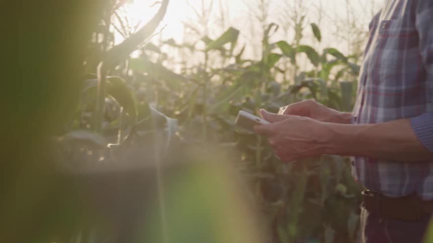 A farmer is checking his crops
