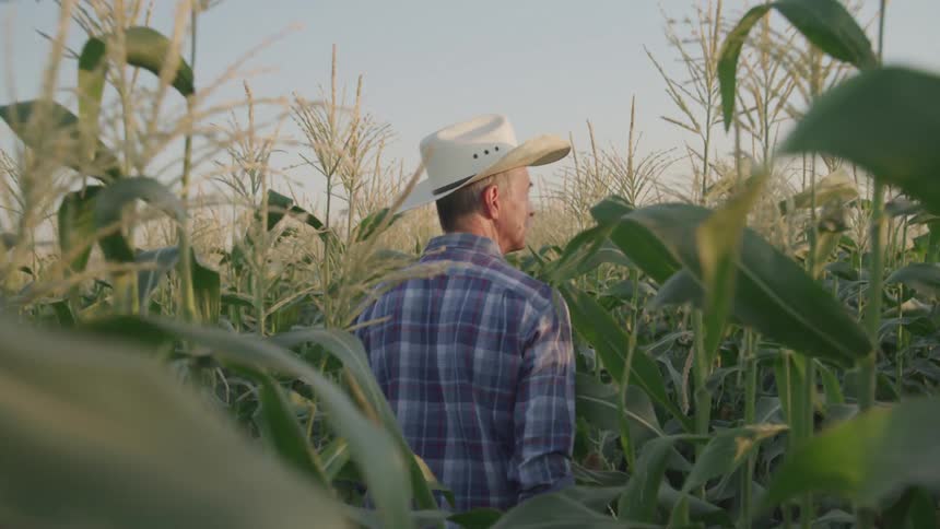 Male farmer walks through a maize plantation during the day