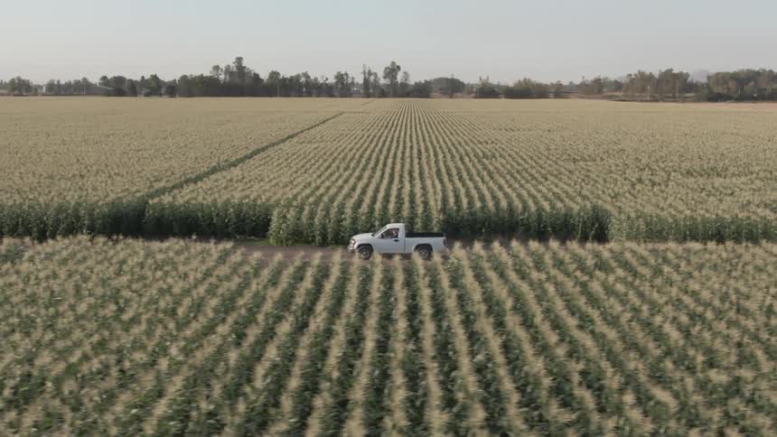 A pickup truck drives through the farm