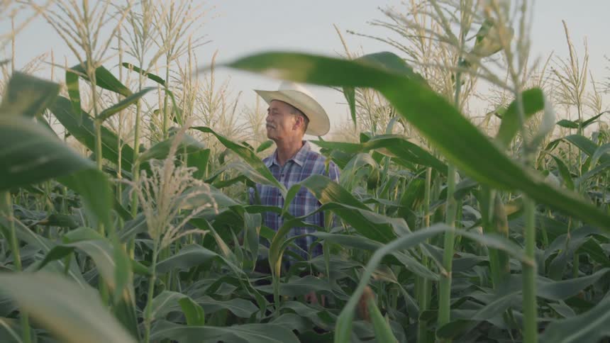A man wearing a hat walking through a cornfield at midday
