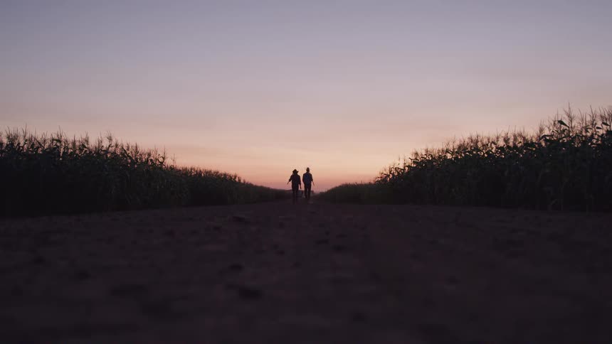 Two men walk away on a path in the middle of a maize plantation at sunset