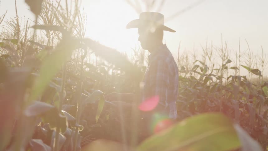 Man in a hat in a corn field