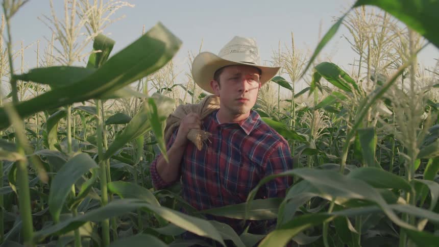 A man wearing a cowboy hat and plaid shirt carries a bundle of corn stalks over his shoulder while walking through a field of tall corn