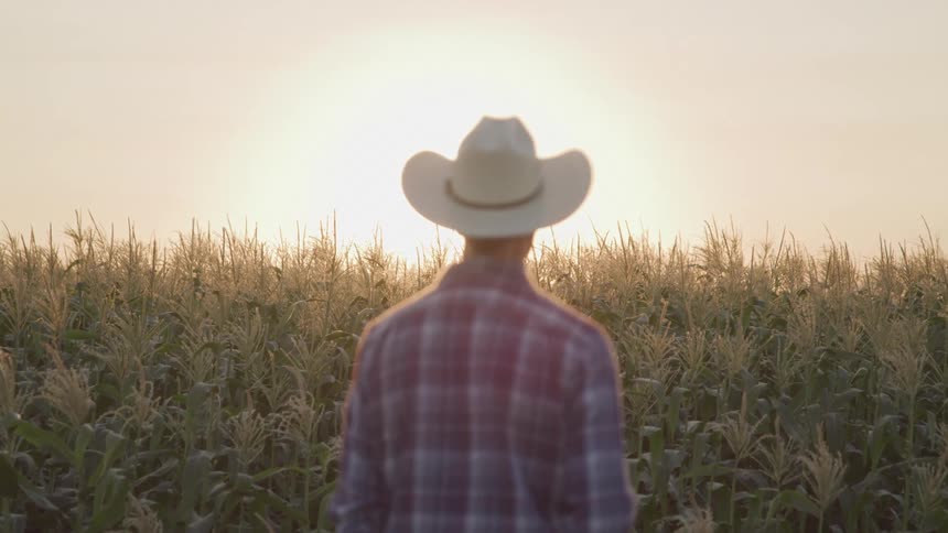 Man looks ahead into a maize plantation at sunset