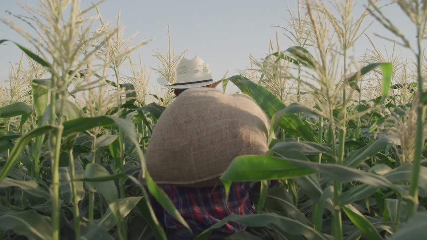 A farmer carries a bag through the crops
