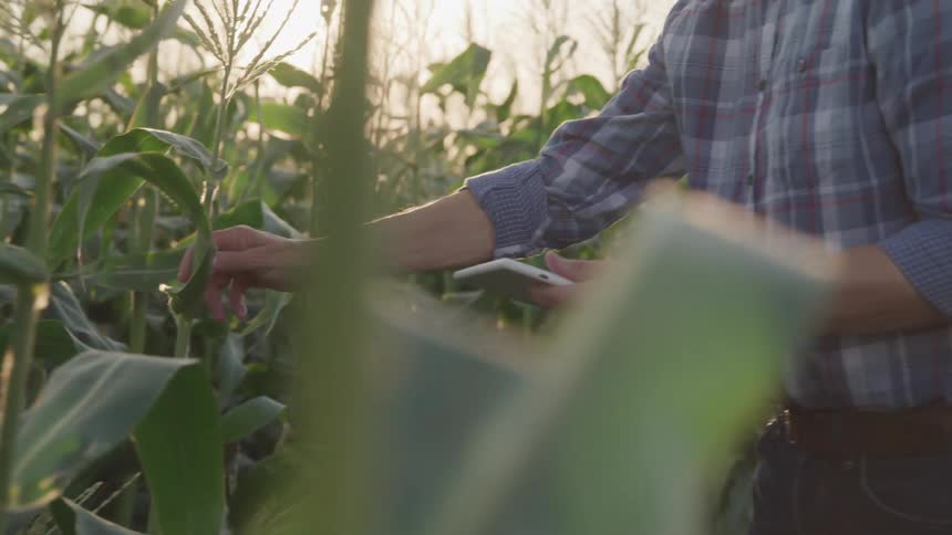 A man types something on a tablet while standing on a farm