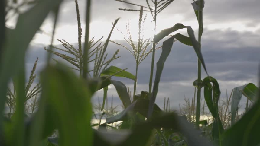 Passing along a corn field