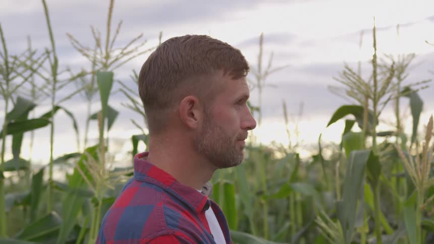 A young man with short brown hair and a beard stands in a cornfield while wearing a red and blue plaid shirt over a white tshirt