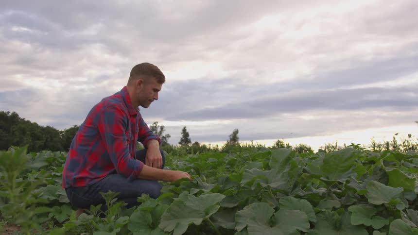 A man looks at some crops