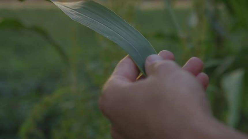 A hand gently pulls a corn stalks leaf