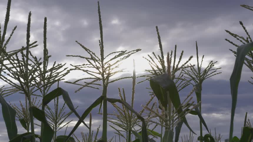 Numerous stalks of corn stand tall against a cloudy sky with the sun partially visible behind them