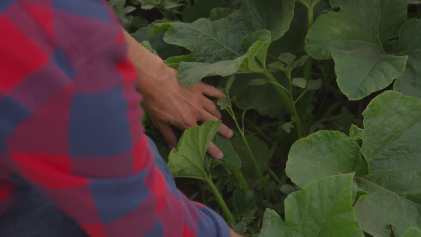A man inspects his crops