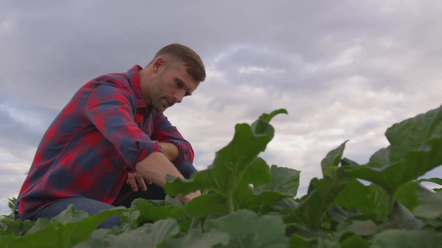 A man inspects his crops