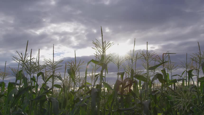 A field of corn