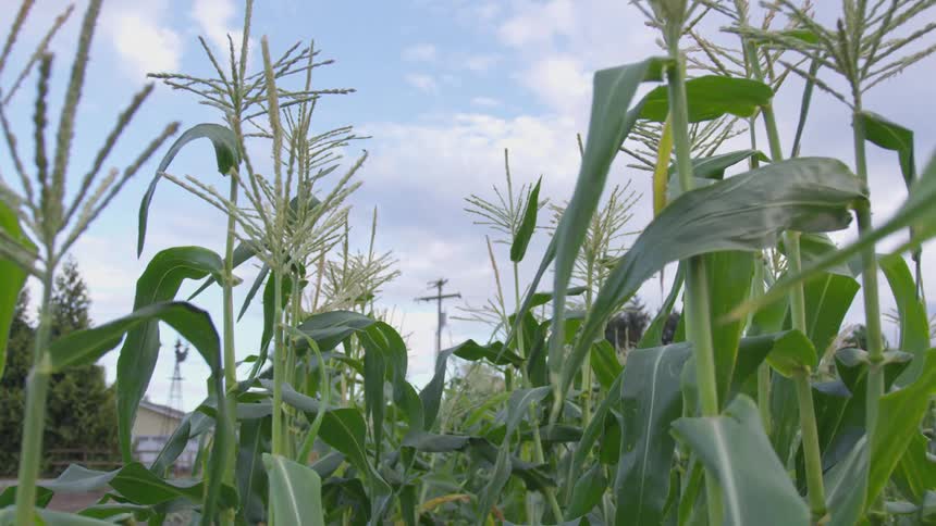 Passing through a cornfield