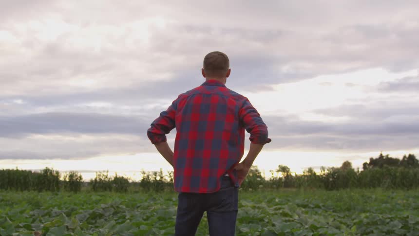 A person wearing a red and blue plaid shirt stands with hands on hips looking out over a field of green plants under an overcast sky