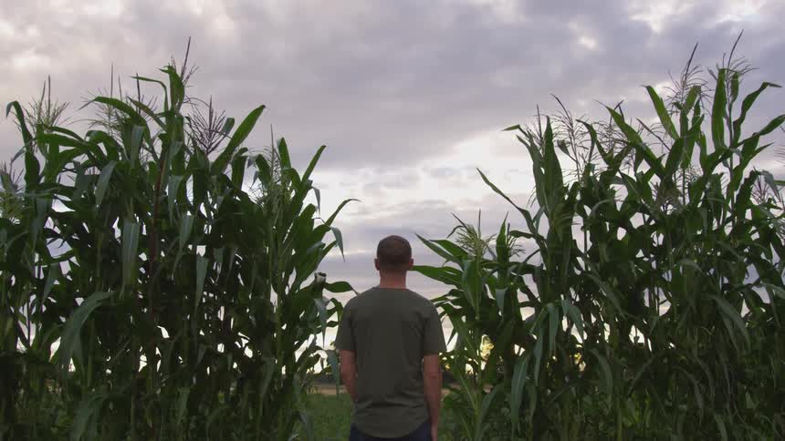 Man stands in the middle of a maize plantation during the day